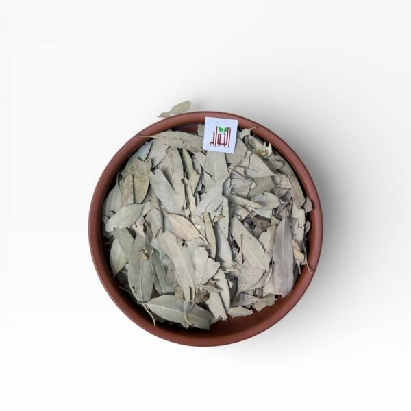 أوراق الاوكالبتوس