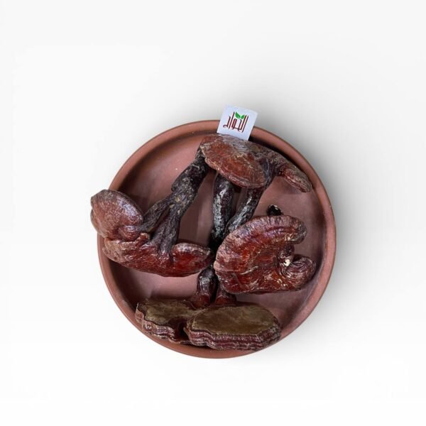 فطر ريشي