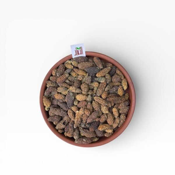 ثمار القبار (الشفلح)